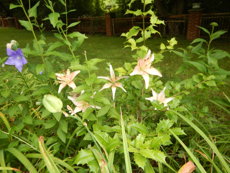 Asian lilies - Miraculously uneaten by deer